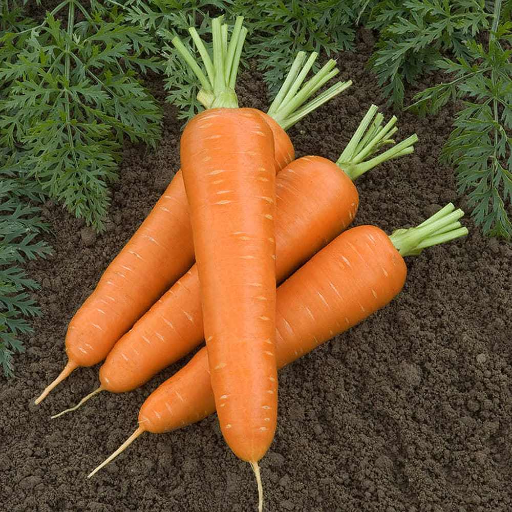 Семена моркови Олимпо f1. Морковь Олимпо f1. Морковь Сатурно f1. Морковь Канада ф1.
