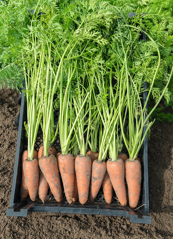Семена Бейо морковь. Морковь Карсон f1. Морковь семена Bejo. Семена моркови Катран.