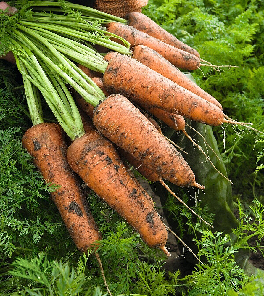 Морковь Абако f1. Семена морковь Абако f1. Морковь Карсон f1. Семена моркови Кардифф f1.