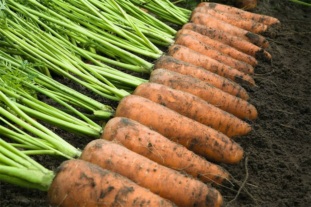 Купить морковь оптом. Морковь Каскад f1. Семена Бейо морковь. Морковь Абако f1. Семена морковь Каскад.