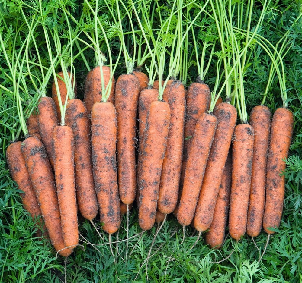 Морковь гибриды. Морковь Нантская поздняя f1. Бейо морковь. Кантон морковь Бейо.