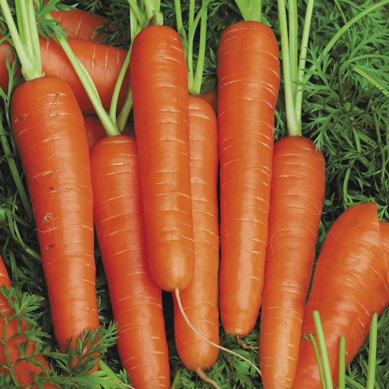Семена морковь f1 перебрать семена