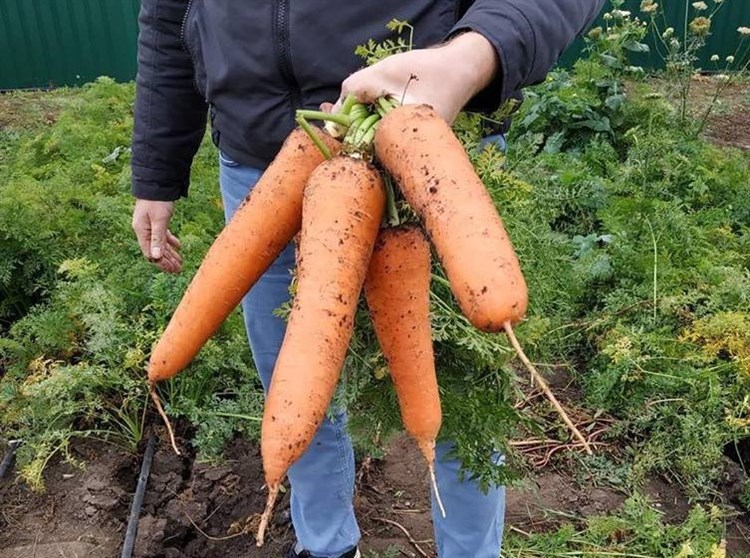 СВ 3118 F1, семена моркови (Seminis / Семинис) - фото 4839