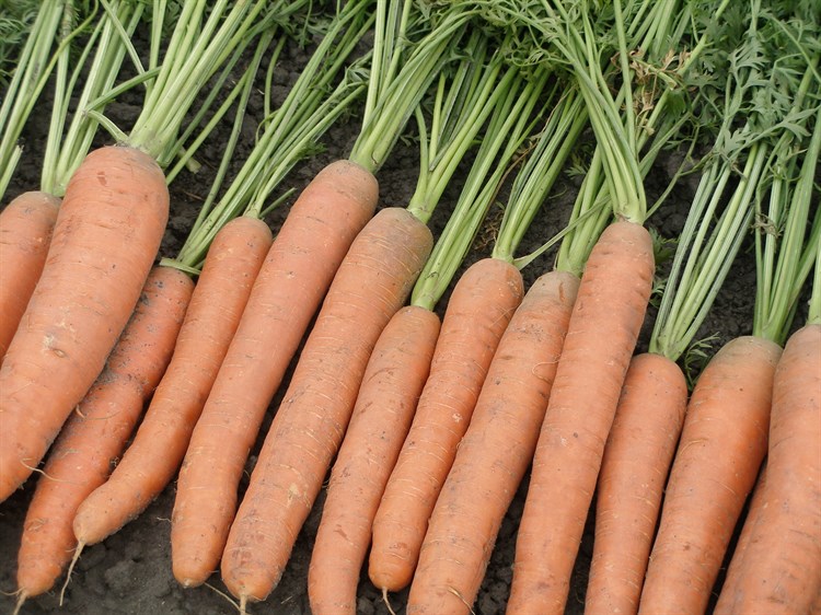 Мирна F1, семена моркови (Seminis / Семинис) - фото 4841