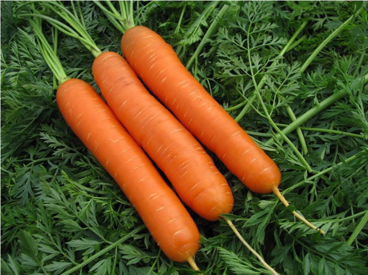 Ройал Форто, семена моркови  (Seminis / Семинис) - фото 4847