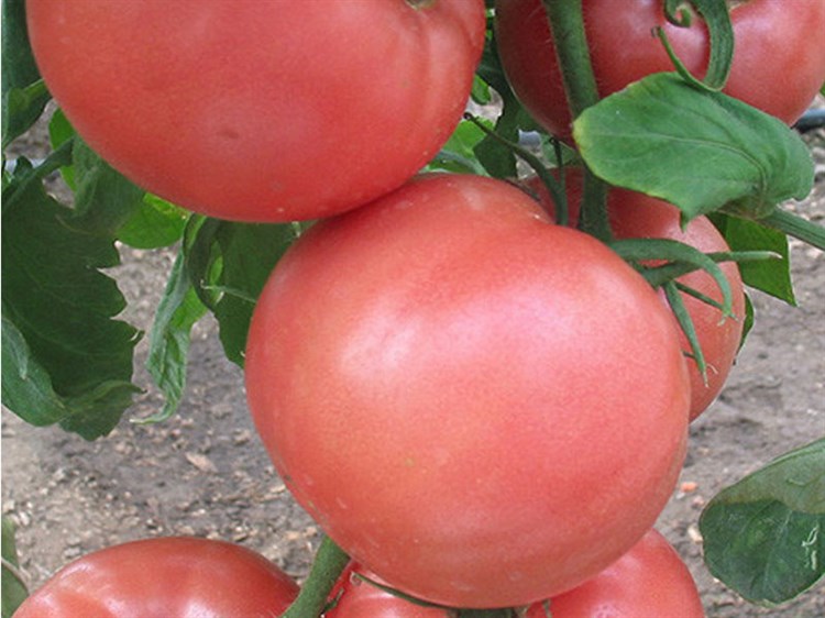 Пандароза F1, семена томата индетерминантный (Seminis / Семинис) - фото 4965