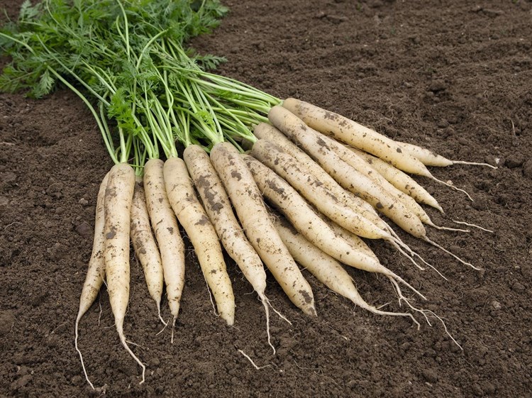 Вайт Сатин F1, семена моркови (Bejo / Бейо) - фото 5238