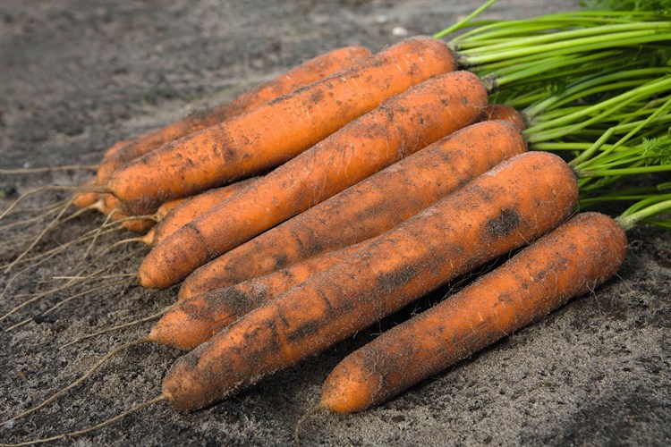 Ниланд F1, семена моркови (Bejo / Бейо) - фото 5258