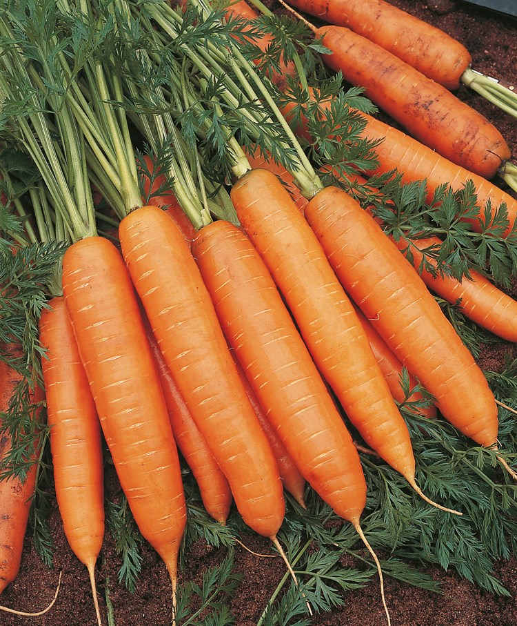 Бангор F1, семена моркови (Bejo / Бейо) - фото 5282