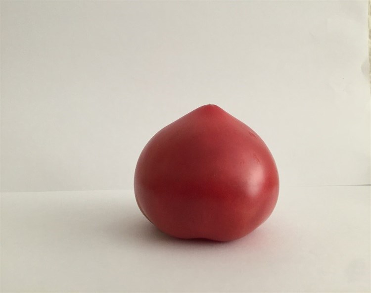 Пинк Солюшн F1, семена томата индетерминантного (Wing Seeds / Винг Сидс) - фото 5824