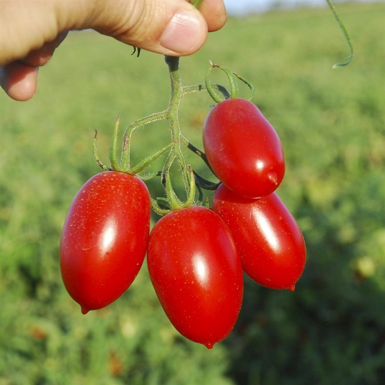 Санмино F1, семена томата процессингового (Syngenta / Сингента) - фото 6205
