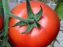 Барибине F1, семена томата индетерминантный (Syngenta / Сингента) - фото 6211