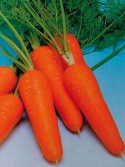 Курода Шантанэ, семена моркови (Sakata / Саката) - фото 6299
