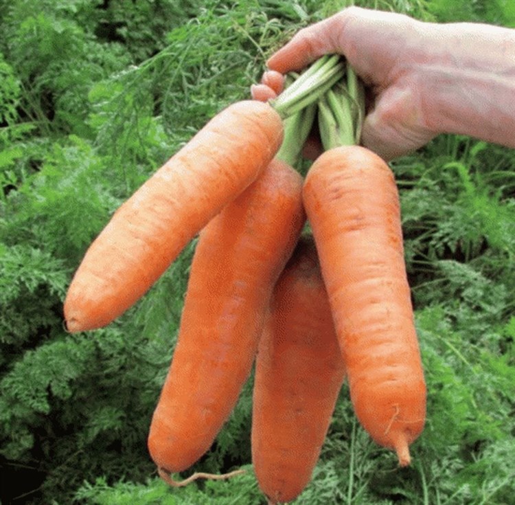 Диаменто F1, семена моркови курода/шантане (Vilmorin / Вильморин) - фото 6451
