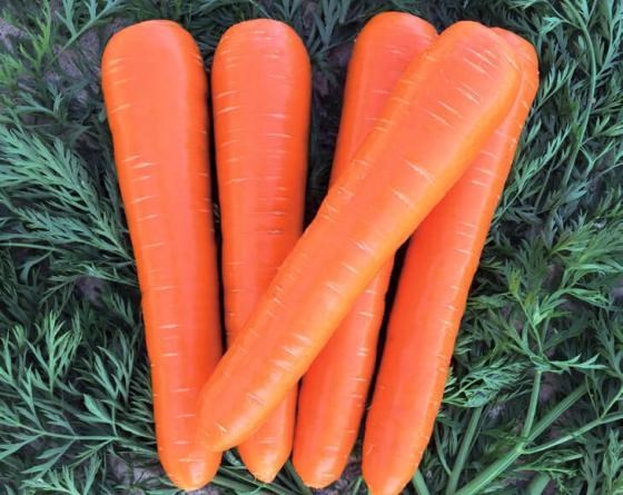 ВАК-70 F1, семена моркови курода/шантане (Vilmorin / Вильморин) - фото 6454