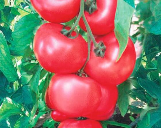 Ханни Мун F1, семена томата индетерминантного (Clause / Клоз) - фото 6509