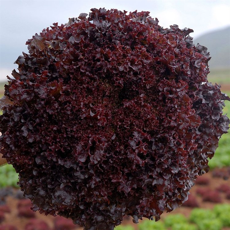 Бакус, семена салата листового (Vilmorin / Вильморин) - фото 6554