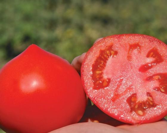 Примо Ред F1, семена томата детерминантного (Clause / Клоз) - фото 6577