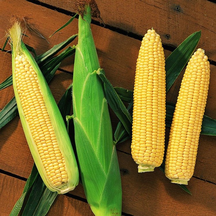 Сентинель F1, семена кукурузы (Clause / Клос) - фото 6589
