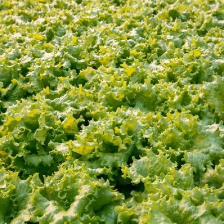 Афицион РЗ, семена салата батавия (Rijk Zwaan / Райк Цваан) - фото 6951