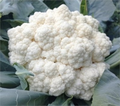 Вайтекс F1 (Seminis / Семинис) 3254