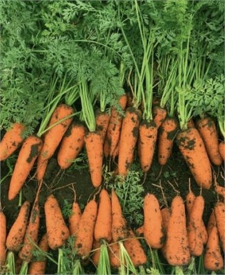 Ле Санте F1 (Seminis / Семинис) 3255