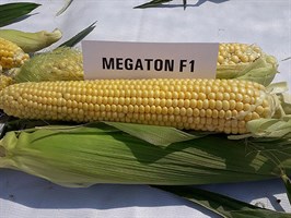 Мегатон F1 семена кукурузы, (Clause / Клос)