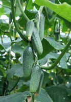 Корентин F1, семена огурца партенокарпик (Seminis / Семинис)