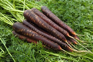 Пёрпл Хейз F1, семена моркови (Bejo / Бейо)