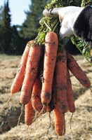 Натуна F1, семена моркови (Bejo / Бейо)