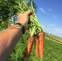 Ред Кор, семена моркови (Wing Seed/Винг Сидс)