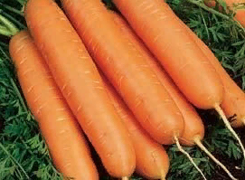 Юкон F1, семена моркови (Syngenta / Сингента)