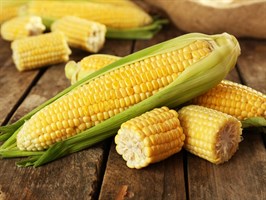 ГХ 5704 F1, семена кукурузы (Syngenta / Сингента)