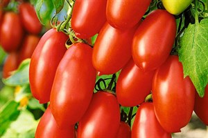 Эрколь F1, семена томата процессингового (Syngenta / Сингента)