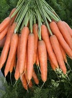 Престо F1, семена моркови нантской (Vilmorin / Вильморин)