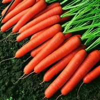 Темпо F1, семена моркови нантской (Vilmorin / Вильморин)