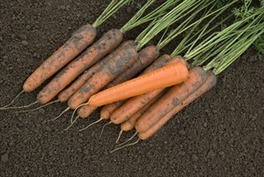 Эксельсо F1, семена моркови нантской (Vilmorin / Вильморин)