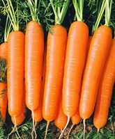 Болеро F1, семена моркови нантской (Vilmorin / Вильморин)
