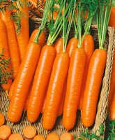 Сопрано F1, семена моркови нантской (Vilmorin / Вильморин)