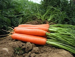 Аттилио F1, семена моркови нантской (Vilmorin / Вильморин)