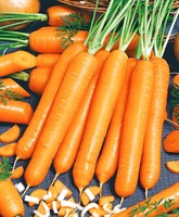 Маэстро F1, семена моркови нантской (Vilmorin / Вильморин)
