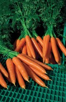 Волкано F1, семена моркови нантской (Vilmorin / Вильморин)