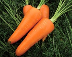 Мирафлорес F1, семена моркови шантане (Clause / Клоз)