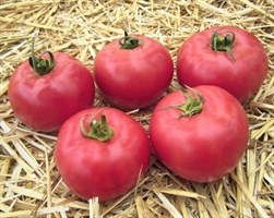 Афен F1, семена томата индетерминантного (Tezier / Тезье)