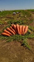 Проминанс F1, семена моркови (Takii Seeds / Таки Сидс)
