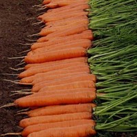 Монанта, семена моркови (Rijk Zwaan / Райк Цваан)