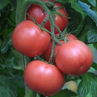 Рестлер F1, семена томата индетерминантного (Seminis / Семинис)