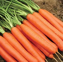 СВ 1140 ДН F1, семена моркови нантской (Seminis / Семинис)