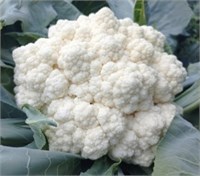 Вайтекс F1 (Seminis / Семинис) 3254