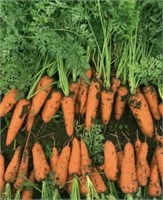 Ле Санте F1 (Seminis / Семинис) 3255